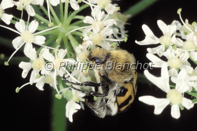 trichius rosaceus.JPG - Trichius rosaceusTrichieFlower beetleColeoptera, CetoniidaeFrance